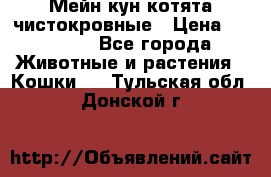 Мейн-кун котята чистокровные › Цена ­ 25 000 - Все города Животные и растения » Кошки   . Тульская обл.,Донской г.